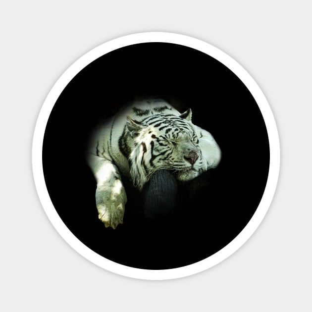 White tiger Magnet by Guardi